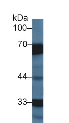 Polyclonal Antibody to Heparin Cofactor II (HCII)