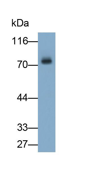 Polyclonal Antibody to Heparin Cofactor II (HCII)