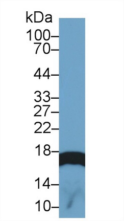 Polyclonal Antibody to Histone H3 (H3)