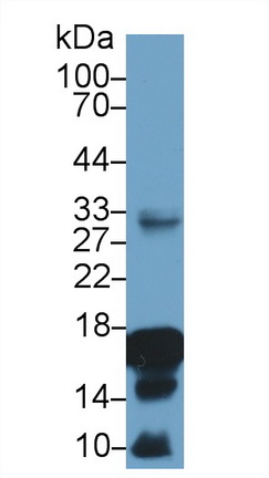 Polyclonal Antibody to Histone H3 (H3)