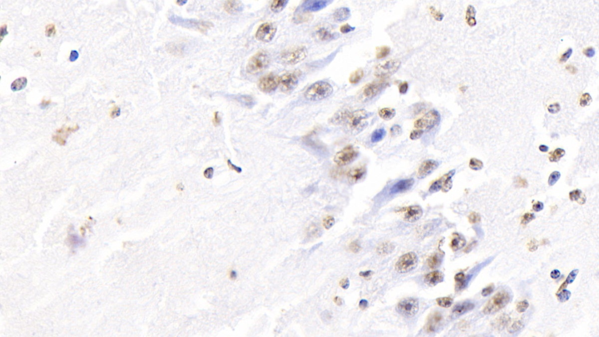 Polyclonal Antibody to Histone H3 (H3)