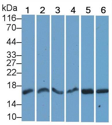 Polyclonal Antibody to Histone H3 (H3)