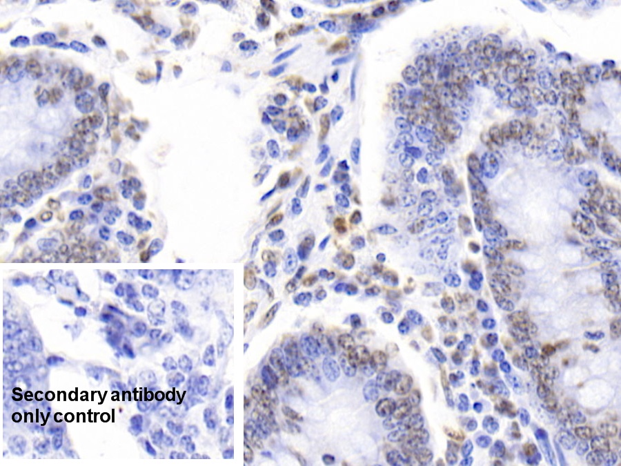 Polyclonal Antibody to Histone H3 (H3)