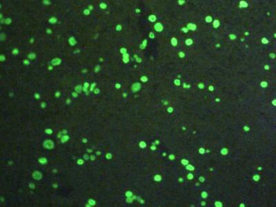 Polyclonal Antibody to Histone H3 (H3)