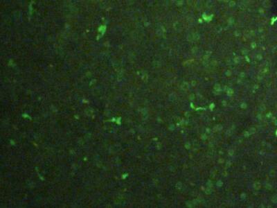 Polyclonal Antibody to Histone H3 (H3)