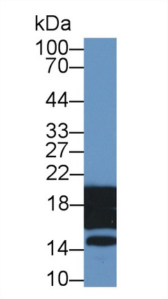 Polyclonal Antibody to Histone H3 (H3)