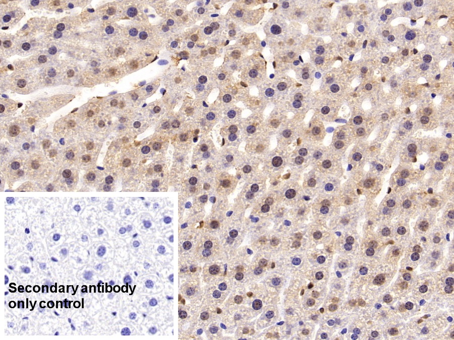 Polyclonal Antibody to Histone H3 (H3)