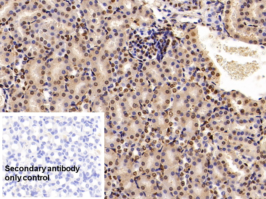 Polyclonal Antibody to Histone H3 (H3)