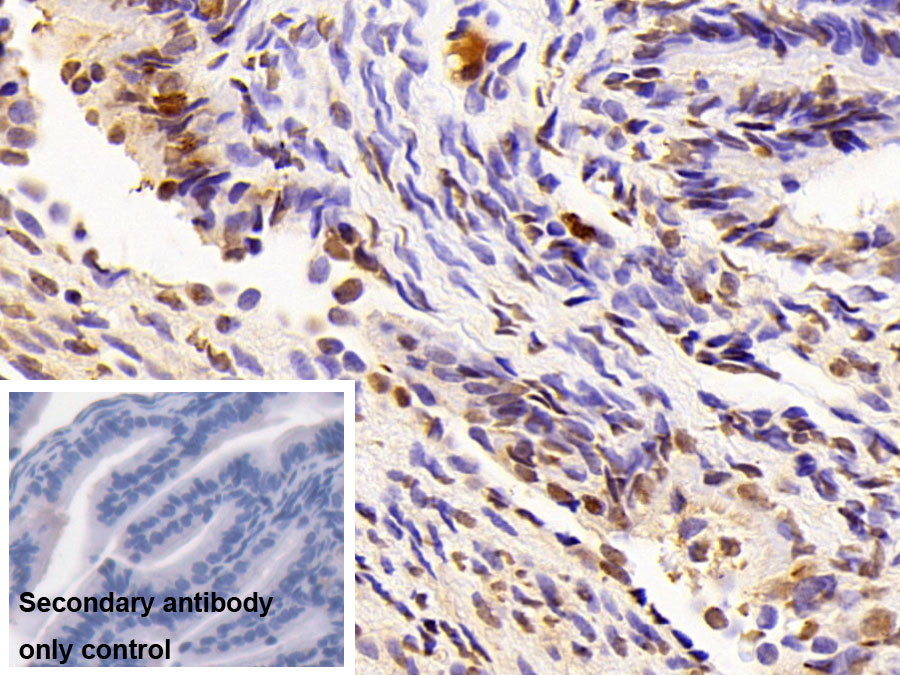 Polyclonal Antibody to Histone H3 (H3)