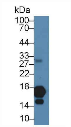 Polyclonal Antibody to Histone H3 (H3)