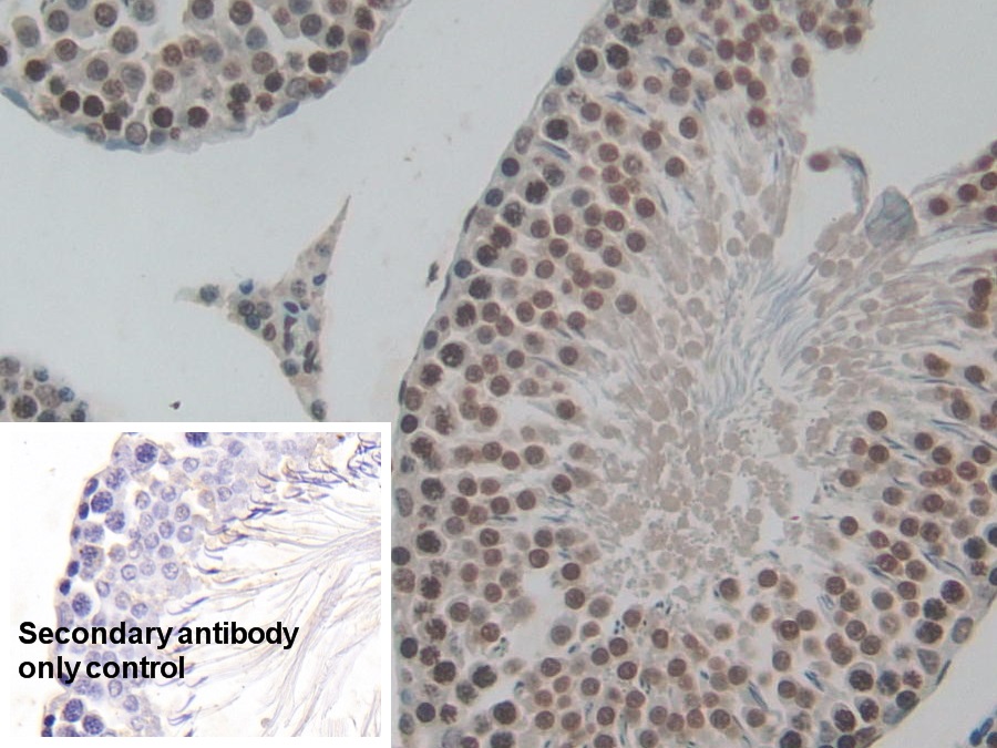 Polyclonal Antibody to Histone H3 (H3)