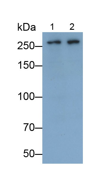 Polyclonal Antibody to Alpha-Fodrin (SPTAN1)