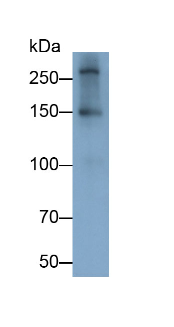 Polyclonal Antibody to Alpha-Fodrin (SPTAN1)