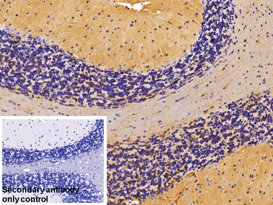 Polyclonal Antibody to Alpha-Fodrin (SPTAN1)