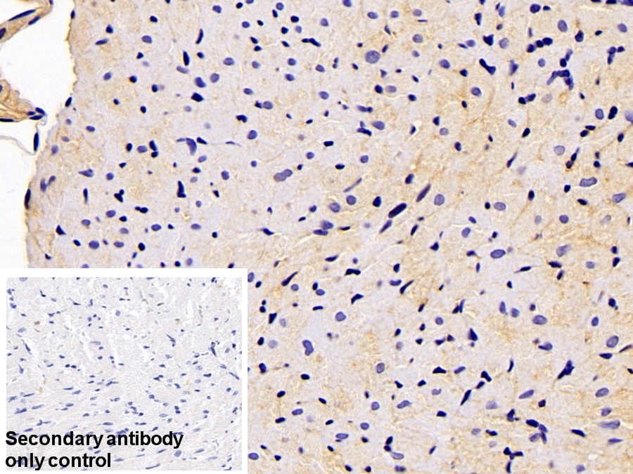 Polyclonal Antibody to Alpha-Fodrin (SPTAN1)