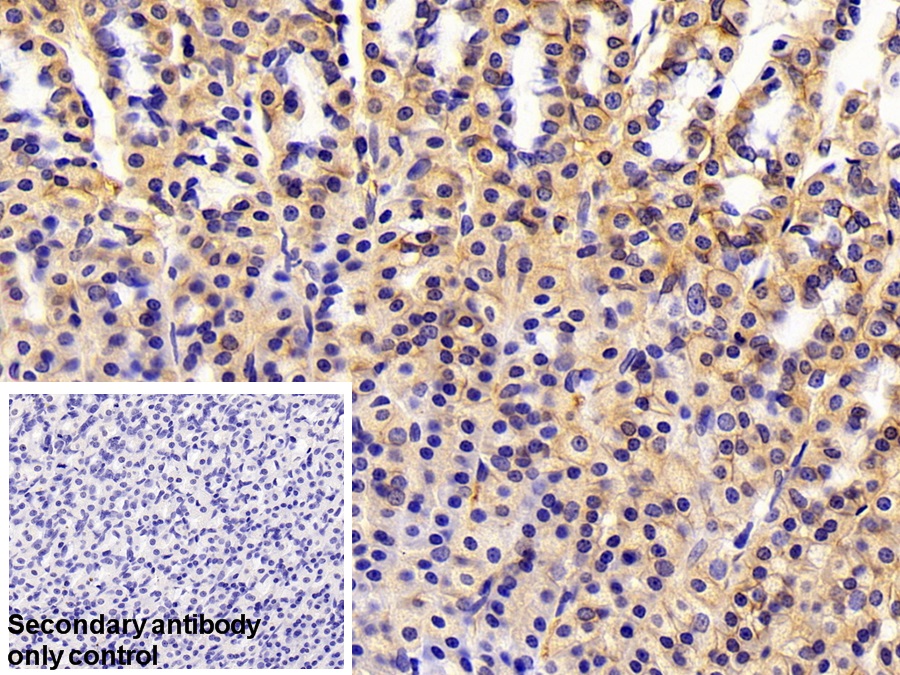 Polyclonal Antibody to Alpha-Fodrin (SPTAN1)