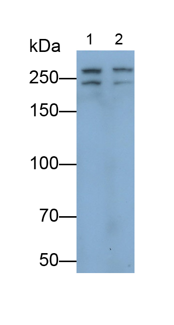 Polyclonal Antibody to Alpha-Fodrin (SPTAN1)