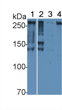 Polyclonal Antibody to Alpha-Fodrin (SPTAN1)