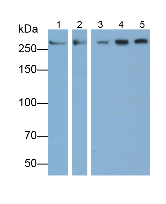 Polyclonal Antibody to Alpha-Fodrin (SPTAN1)