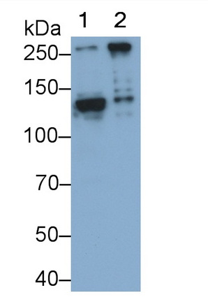 Polyclonal Antibody to Alpha-Fodrin (SPTAN1)