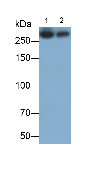 Polyclonal Antibody to Alpha-Fodrin (SPTAN1)