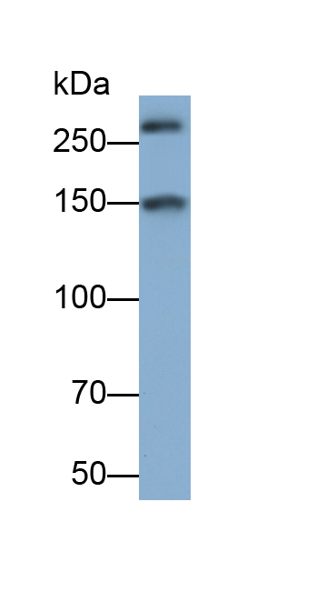 Polyclonal Antibody to Alpha-Fodrin (SPTAN1)