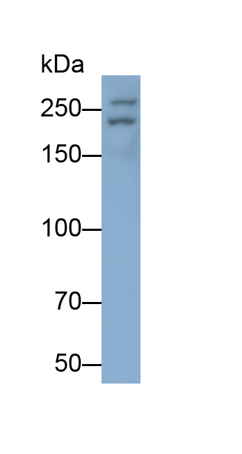 Polyclonal Antibody to Alpha-Fodrin (SPTAN1)