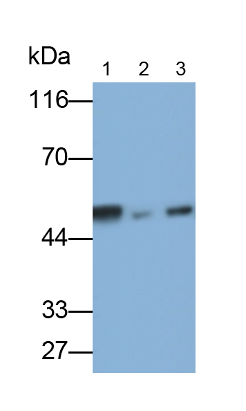 Polyclonal Antibody to Glutamate Dehydrogenase 1 (GLUD1)