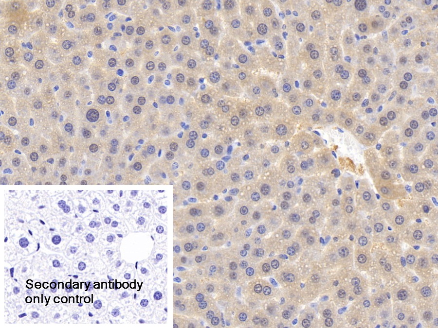 Polyclonal Antibody to Glutathione Peroxidase 1 (GPX1)