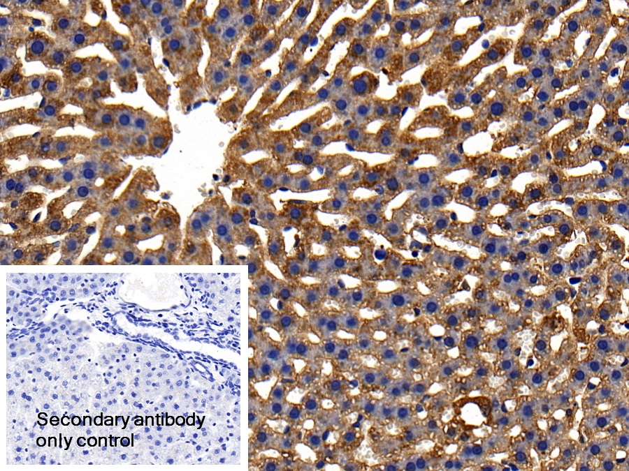 Polyclonal Antibody to Glutathione Peroxidase 1 (GPX1)