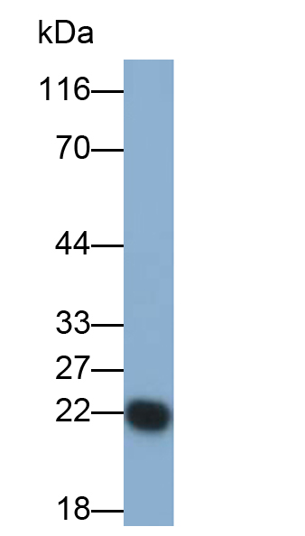 Polyclonal Antibody to Glutathione Peroxidase 1 (GPX1)