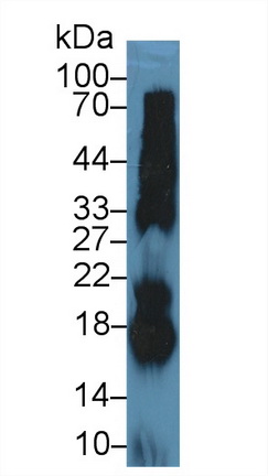 Polyclonal Antibody to Ribonuclease A (RNase A)