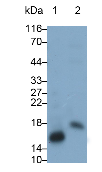 Polyclonal Antibody to Ribonuclease A (RNase A)