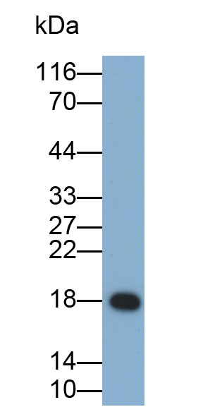 Polyclonal Antibody to Ribonuclease A (RNase A)