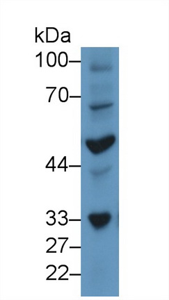 Polyclonal Antibody to Neuronal Pentraxin I (NPTX1)