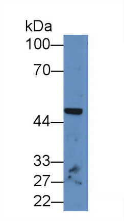 Polyclonal Antibody to Neuronal Pentraxin I (NPTX1)