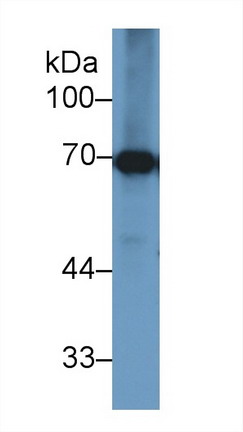 Polyclonal Antibody to Heat Shock 70kDa Protein 1B (HSPA1B)