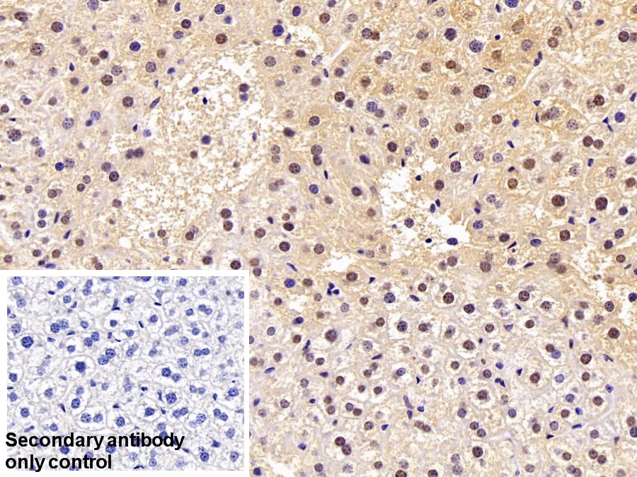 Polyclonal Antibody to Heat Shock 70kDa Protein 1B (HSPA1B)