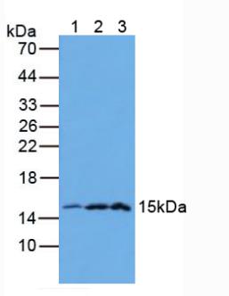 Polyclonal Antibody to Galectin 2 (GAL2)