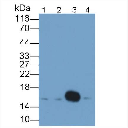 Polyclonal Antibody to Galectin 2 (GAL2)