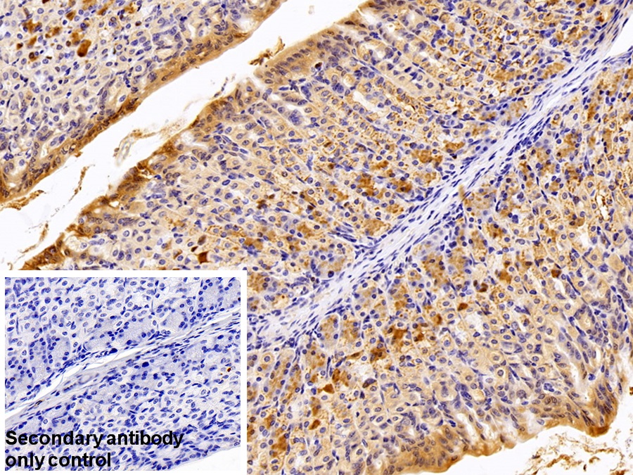 Polyclonal Antibody to Galectin 2 (GAL2)