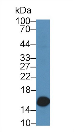 Polyclonal Antibody to Galectin 2 (GAL2)