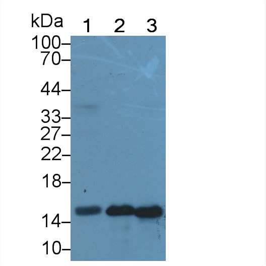 Polyclonal Antibody to Galectin 7 (GAL7)