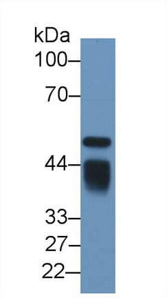 Polyclonal Antibody to Apolipoprotein H (APOH)