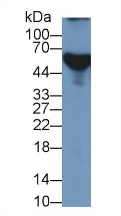 Polyclonal Antibody to Apolipoprotein H (APOH)