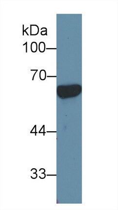 Polyclonal Antibody to Apolipoprotein H (APOH)