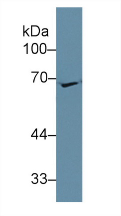 Polyclonal Antibody to Apolipoprotein H (APOH)