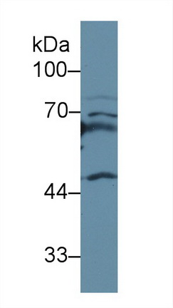 Polyclonal Antibody to Apolipoprotein H (APOH)