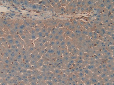 Polyclonal Antibody to Apolipoprotein H (APOH)