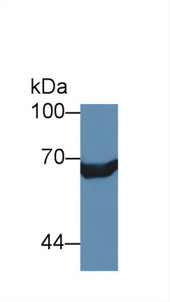 Polyclonal Antibody to X-Ray Repair Cross Complementing 6 (XRCC6)